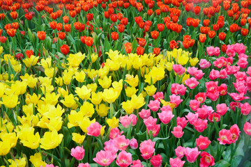 The beautiful blooming tulips in garden.tulips flower close up under natural lighting outdoor