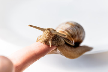 Garden snails on the finger isolated on white background