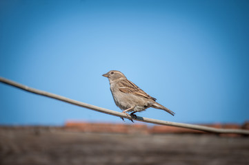House sparrow sitting on wire under beautiful blue sky. Urban birds.
