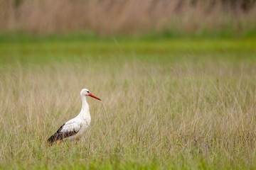 White Stork (Ciconia ciconia) on a meadow in spring in the nature protection area Mönchbruch near...