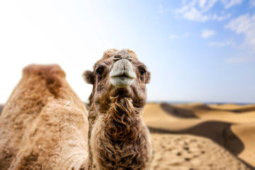camel and summer sand 