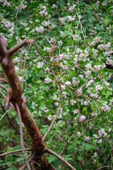 Beautiful white flowering tree in the forest with green springtime leaves and a brown dead branch in the foreground