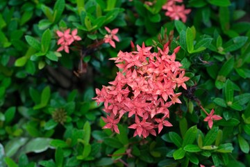 Ixora coccinea is a species of flowering plant in the Rubiaceae family