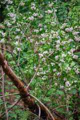 Beautiful white flowering tree in the forest with green springtime leaves and a brown dead branch in the foreground
