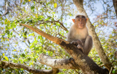 Monkey sitting on a tree