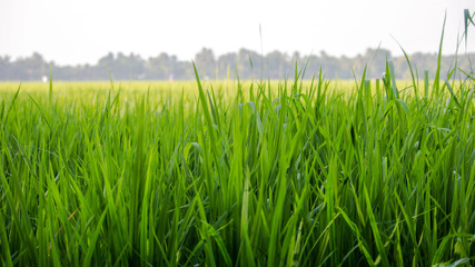 Rice plant Paddy from Kuttanadu Alappuzha