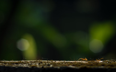 Weaver ants or green ants are eusocial insects of the family Formicidae