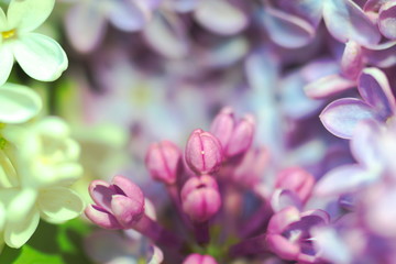 Fototapeta premium macro