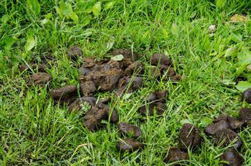 A pile of sludged horse lies on the green spring grass