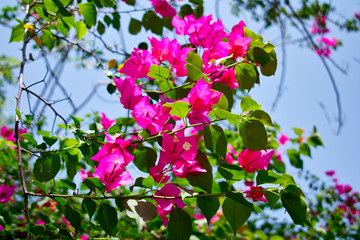 flowers in the garden - Bougainvillea