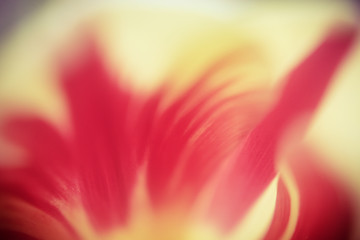 Beautiful Macro of a Red Tulip. Beautiful blurred  vivid macro of red tulip pistil and stamens Extreme close-up nature .