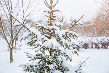 Christmas tree in the snow in park. Spruce fir in winter. Cold frosty weather concept.