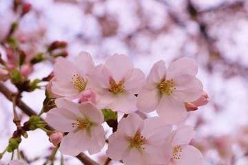 風景　桜　満開　茨城