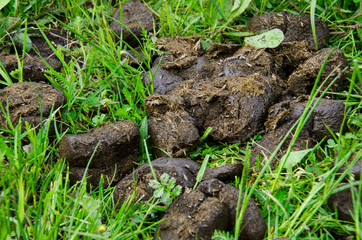 Horse poop on the grass in the summer field. Horse excrement.
