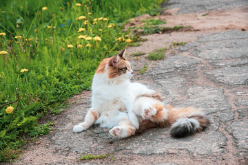 Fototapety na wymiar - Fototapeta24.pl