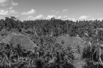 Dramatic black and white rice terrace farming in Ubud Bali Indonesia