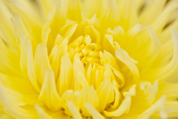 Abstract yellow floral defocus background. Macro photography. fine art.