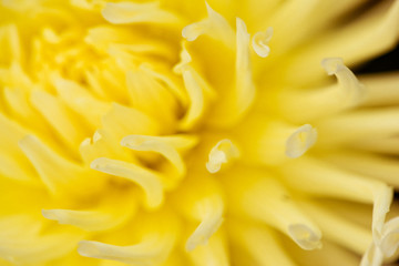 Abstract yellow floral defocus background. Macro photography. fine art.