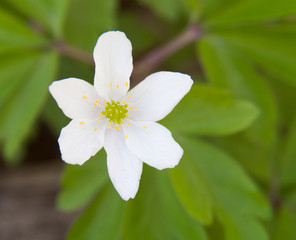 White spring flower in the forest. Close-up of wood anemone, windflower, thimbleweed (Anemone nemorosa).