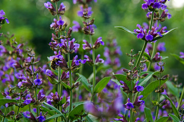 Medicinal herbs: Sage shrub with green leaves and purple flowers grows in the garden next to the cherry tree