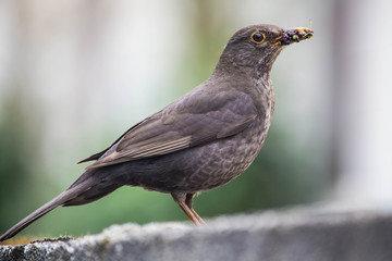 Thrush sits on a tree