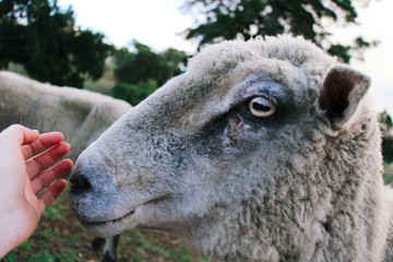Patting Sheep