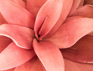 Living coral flower close up, top view. Color of 2019.