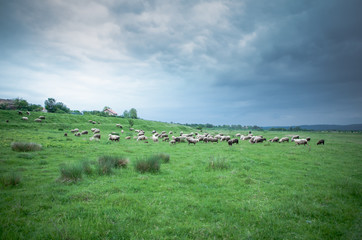 Flock of sheep grazing on beautiful green meadow under blue cloudy sky. Sheep in nature