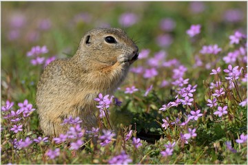 ground squirrel on a meadow