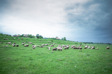 Fototapeta premium Flock of sheep grazing on beautiful green meadow under blue cloudy sky. Sheep in nature