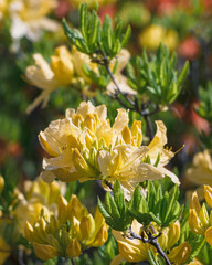 Fototapeta premium Rhododendron flowers in the garden