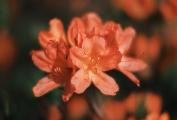 Rhododendron flowers in the garden