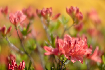 Rhododendron flowers in the garden