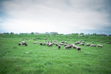 Flock of sheep grazing on beautiful green meadow under blue cloudy sky. Sheep in nature