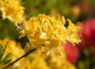 Rhododendron flowers in the garden