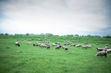 Obraz premium Flock of sheep grazing on beautiful green meadow under blue cloudy sky. Sheep in nature