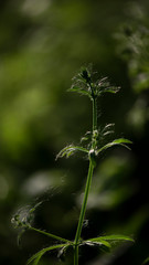 Naklejka premium Beetle hid in hemp foliage.Openwork sheet of hemp.A branch of hemp in the sun.Medicinal herb of the southern region.A green, large sheet of cannabis.Light bokeh, openwork leaf of hemp bush.Poplar fluf