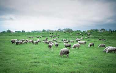 Fototapeta premium Flock of sheep grazing on beautiful green meadow under blue cloudy sky. Sheep in nature