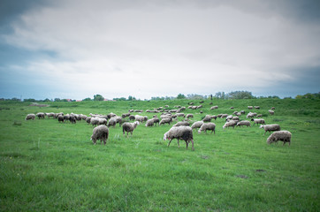 Flock of sheep grazing on beautiful green meadow under blue cloudy sky. Sheep in nature