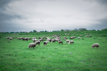 Fototapeta premium Flock of sheep grazing on beautiful green meadow under blue cloudy sky. Sheep in nature