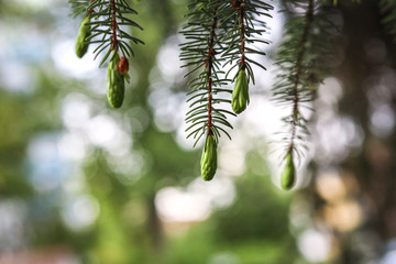 green pine branch of a tree