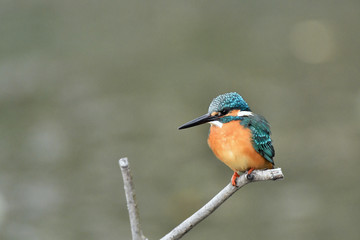止まり木のカワセミ
