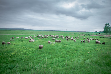Flock of sheep grazing on beautiful green meadow under blue cloudy sky. Sheep in nature