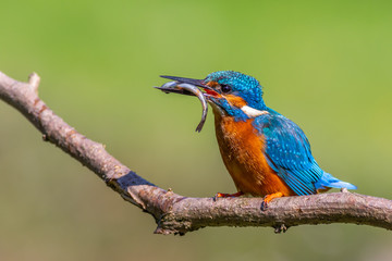 kingfisher (Alcedo atthis)