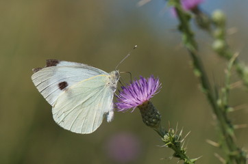 butterfly and flowers