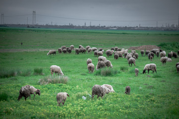Flock of sheep grazing on beautiful green meadow under blue cloudy sky. Sheep in nature