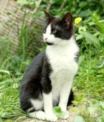 Schwarz Weisse Katze aus Marokko