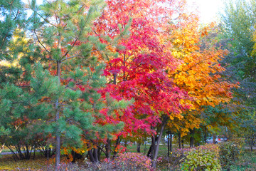trees with green, yellow and red leaves in the park