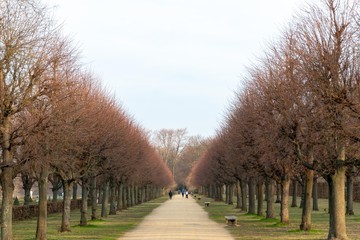 Alley of trees without leaves in the park. Winter