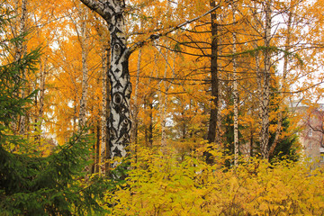 Obraz premium birch trunk with yellow leaves in the park in autumn